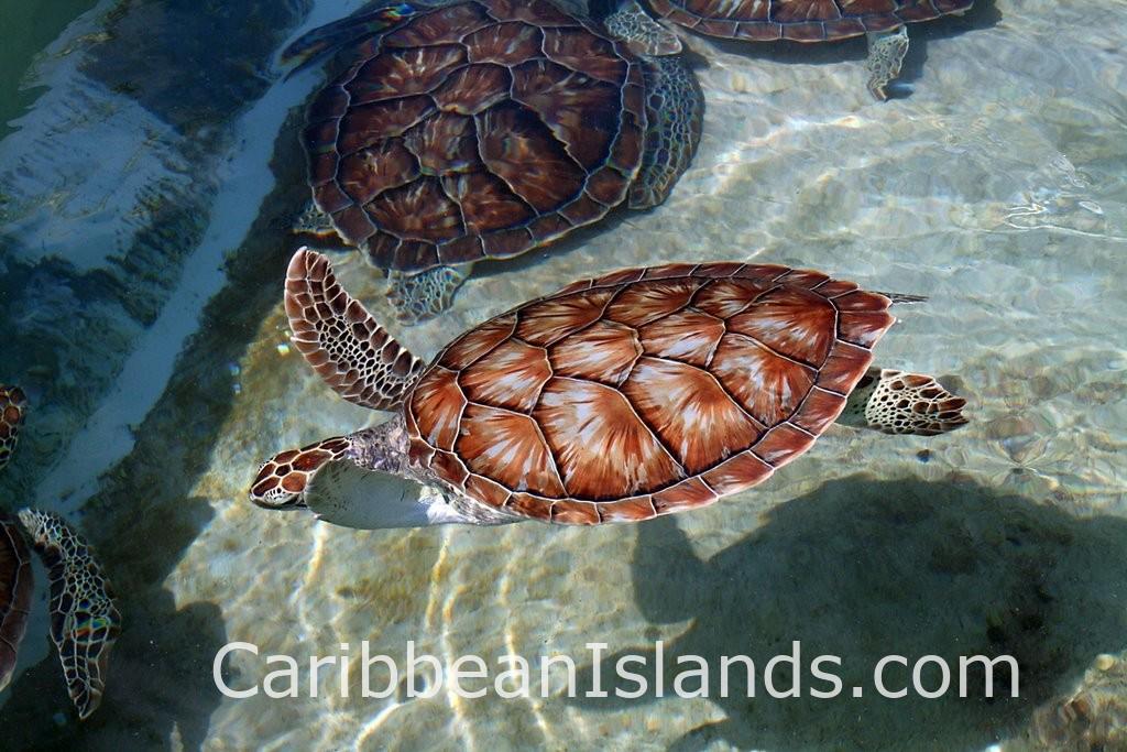 Cayman Turtle Farm (photo by zulou)